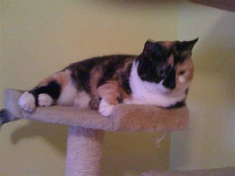Calico Rosie Medium Adult Female Cat For Sale In Big Spring