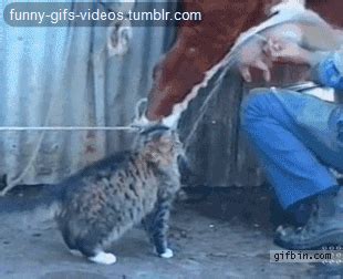 Discover more happy gif, purple gif, animal gif, cute gif, dancing cow gif. Cat Nom GIF - Find & Share on GIPHY