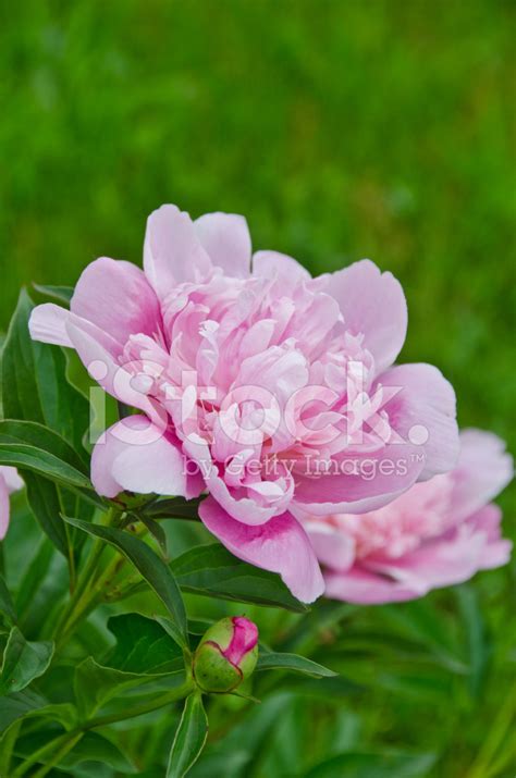 Pink Peony Stock Photo Royalty Free Freeimages