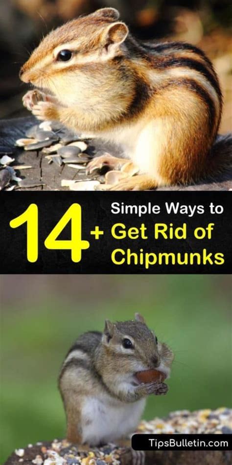 14+ Simple Ways to Get Rid of Chipmunks Where Do Chipmunks Live, Get