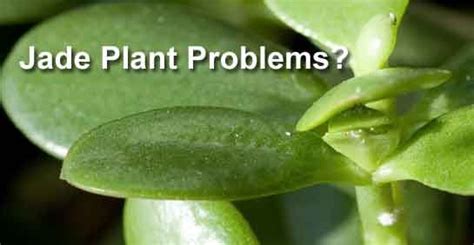 They typically create patches of yellow throughout the surface area of a cactus, rather than localizing in. Jade Plant Losing Leaves: Problems | Plant problems, Jade ...