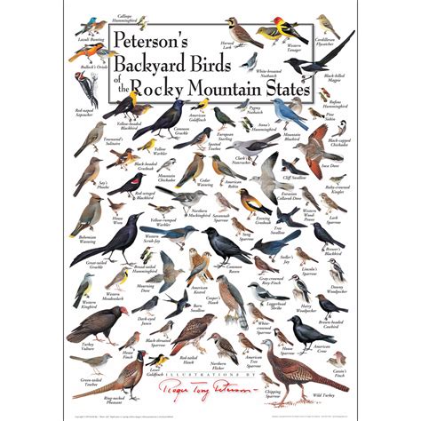 Petersons Backyard Birds Of The Rocky Mtn States Poster Earth Sky