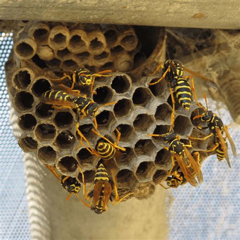 How To Get Rid Of Wasp Their Nest Enviro Safe Pest Control