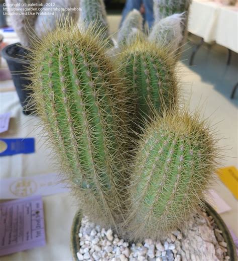 Our store also offers grooming, training, adoptions, veterinary and curbside pickup. PlantFiles Pictures: Micranthocereus (Micranthocereus ...