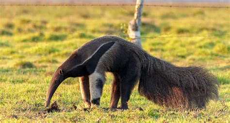 A Figura Representa Um Conhecido Animal Dos Rios Da Amazônia
