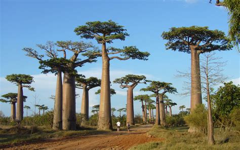 배경 화면 자연 아프리카 바오밥 나무 식물학 육상 식물 꽃 피는 식물 우디 식물 생태계 종범 손바닥 가족