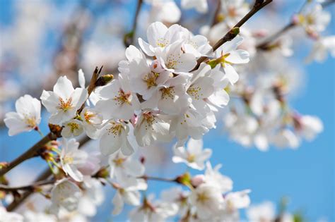 Free Images Flower Spring Branch Cherry Blossom Twig Daytime