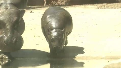 Nace Un Hipopótamo Pigmeo En El Zoológico Chileno De Buin