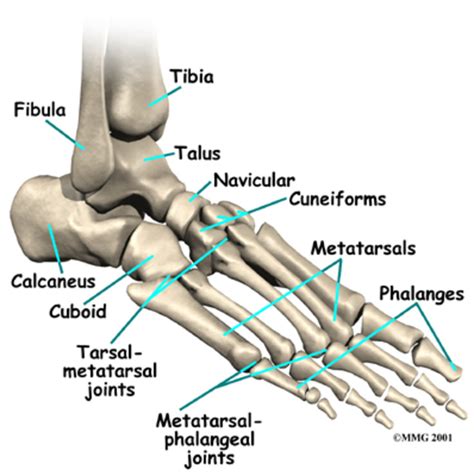 Diagram Showing Metatarsal Bones Of The Foot Download Scientific Diagram
