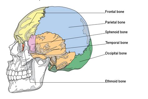 It supports and protects the face and the brain. 7.1B: Cranial Bones - Medicine LibreTexts