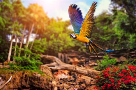 Animals Parrot Birds Wallpapers Hd Desktop And Mobile