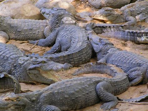 how do alligators have sex beautiful latin ass
