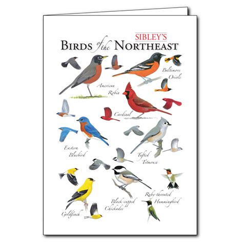 Birds Of Northeast America