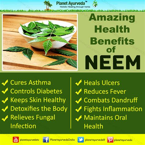 Health Benefits And Medicinal Uses Of Neem Azadirachta Indica