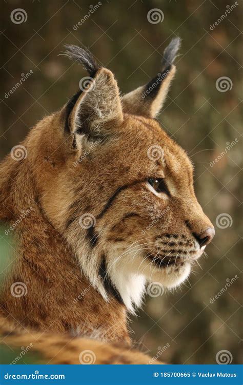 profile of eurasian lynx lynx lynx closeup of bobcat head wildlife scene from nature wild