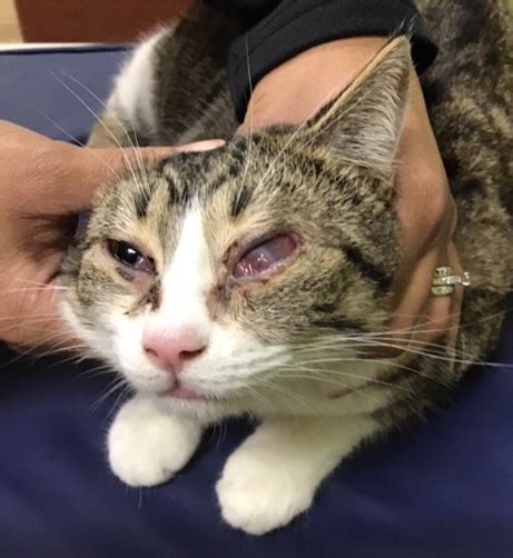 Find a food bank near you today. East Side Pet Crisis Fund: Sophia's Story - Gateway Pet ...