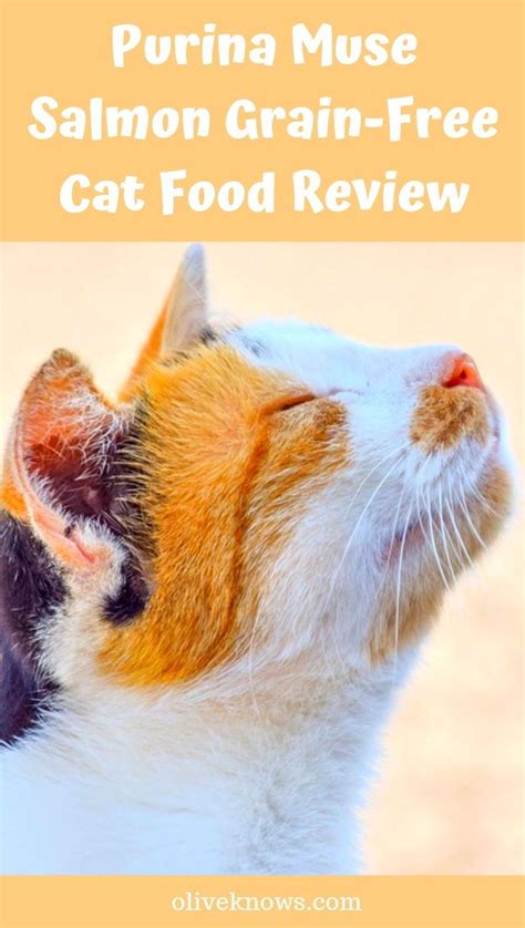Therefore, gluten free cat food may or may not be grain free, while grain free cat food will always be gluten free. Purina Muse Salmon Grain-Free Cat Food Review | OliveKnows ...