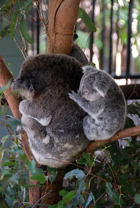 Koala Young Koala With Its Mother Pedro Lopez Flickr