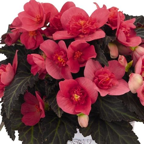 Begonia I Conia First