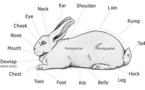 Rabbit Anatomy Rabbit Anatomy Show Rabbits Pet Rabbit