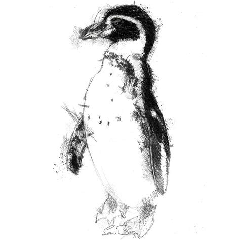 Penguin Sketch Seanbriggs Penguin Sketch Black And White Birds