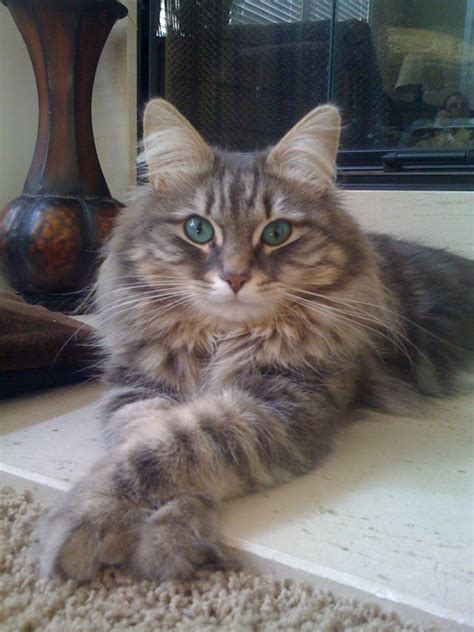 It's hard to say just how long siberian cats have existed in russia. Love Those Siberian Cats Green Eyes ! - Croshka Siberians