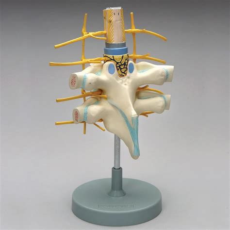 Altay Human Vertebrae Spinal Cord Dissection Model