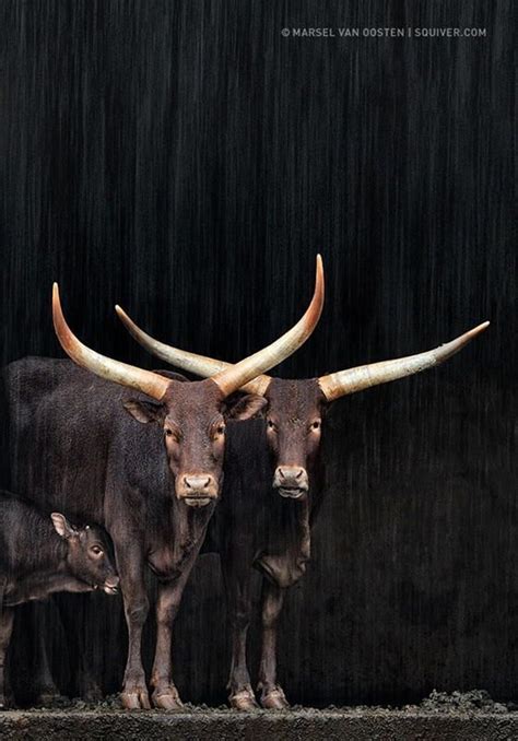 40 Excellent Photography Of Animals In Rain