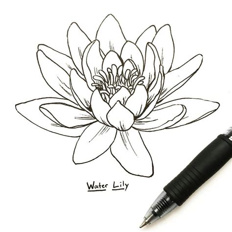 pin by ladypinklemonade on doodle lotus flower drawing lilies drawing water lily tattoos