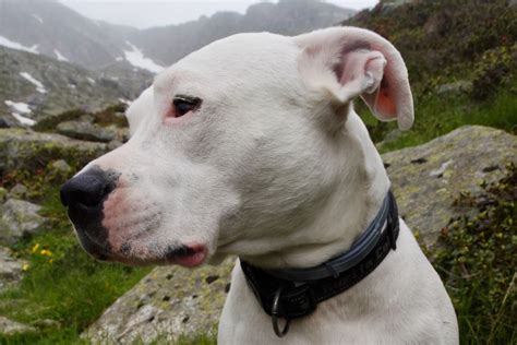 Dogo Argentino Carattere Indole Consigli E Curiosità Su Questa Razza