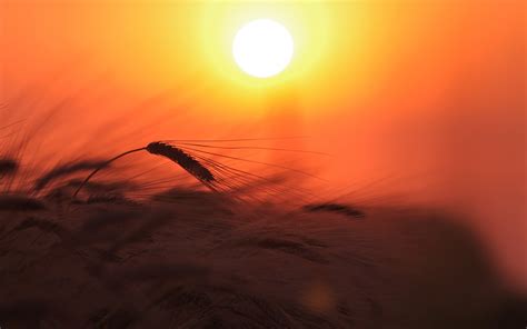 Wheat Field Nature Light Sun Sky Sunset Wallpaper 2560x1600 32456