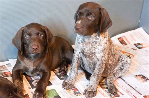 Pointers did not gain widespread popularity until firearms were. German Shorthaired Pointer Puppies For Sale | Fogelhund ...