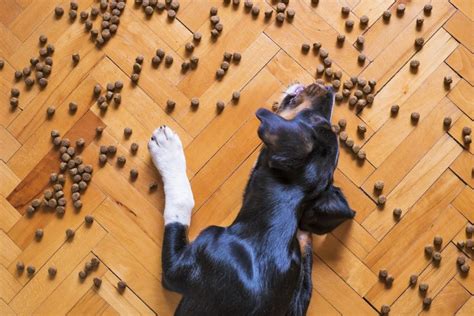 Evolve grain free deboned chicken, sweet potato & berry recipe dog food. 18 Dog Food Brands Have Now Been Voluntarily Recalled ...