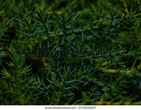 Natural Texture Form Thorn Stock Photo 2176556427 Shutterstock