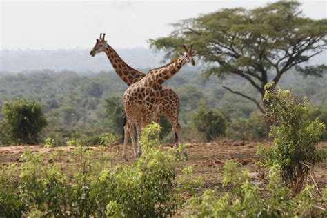 Wonderful Giraffes In The Wilderness Of Uganda Giraffes