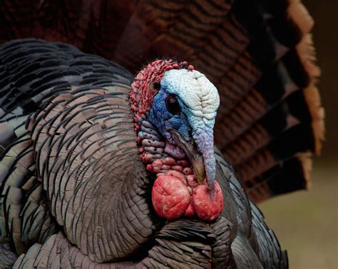 Wild Turkey Closeup Display I Had A Large Flock Of Turke Flickr