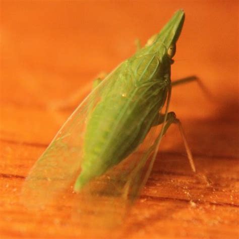 Green Flying Insect Rhynchomitra Microrhina Bugguidenet