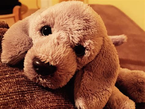 Contains parliamentary information licensed under the open parliament licence v3.0. Idiom of the day - To be in the doghouse | Purland Training