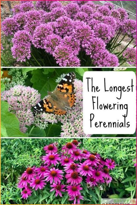 10 Of The Longest Flowering Perennials For Your Garden In 2020 Long