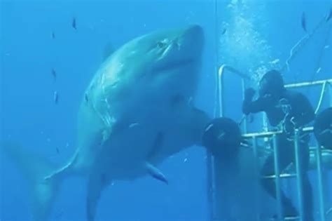 Deep Blue Is The Largest Great White Shark Ever Caught On Camera