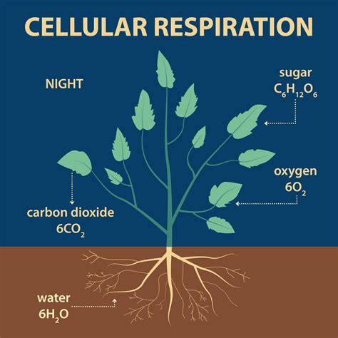 The Process Of Respiration In Plants — Lesson Science Cbse Class 7