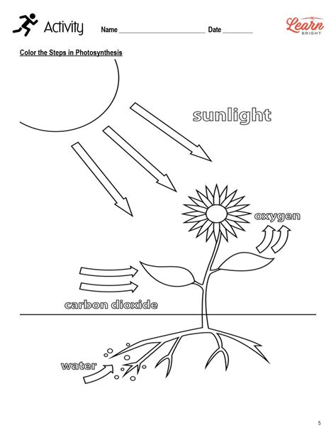 Photosynthesis Worksheets K5 Learning Photosynthesis Online Activity