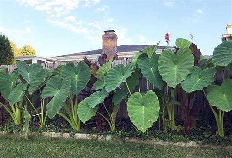 Jumbo Elephant Ear Bulbs Live Bulb Extra Large Biggest Sizes Tropical