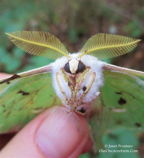 85 Amazing Are There Luna Moths In California Insectpedia