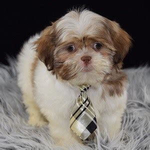 Sort by available xmas eve stunning little puppies dad is a shorkie and mum is a shi tzu from a loving home includes fully microchipped with paperwork in new owners. Shih Tzu Puppies For Sale in PA | Shih Tzu Puppy Adoptions