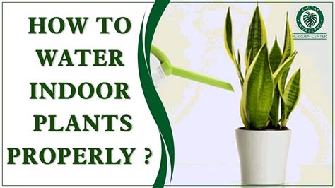 How To Water Indoor Plants Properly Youtube