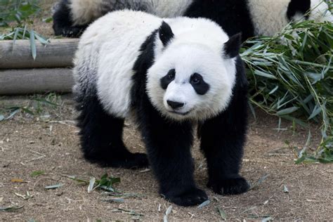 Panda Updates Wednesday June 13 Zoo Atlanta