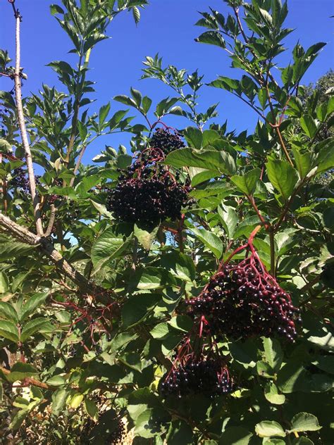 European Black Elderberry Plant Sambucus Nigra In 1 Gallon Container 4