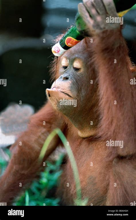 Orangutan Orang Utan Orang Utan Orang Pongo Pygmaeus Reserve De