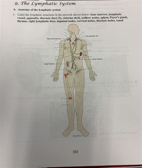 Solved 9 The Lymphatic System A Anatomy Of The Lymphati